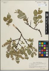 Foto von Salix glauca L. x Salix myrsinites L.